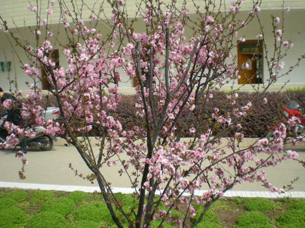 ������ѧ�칫¥ǰ�羰